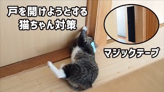 入ってほしくない部屋の引き戸にはマジックテープ対策【一人暮らし×猫】