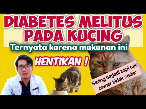 Video: Memberi Makan Kucing Diabetes