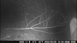 Bear sniffing camera│Backyard Trail Cam