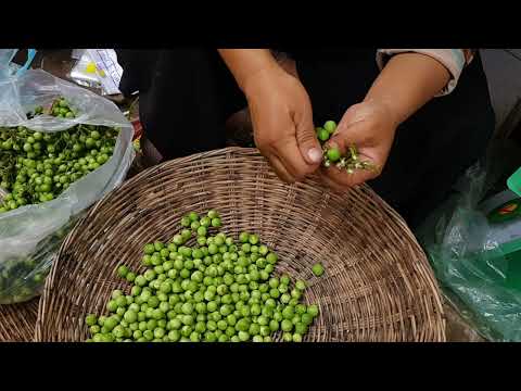 Bitter Ball Pea Eggplant