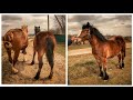 ЛОШИЧКА ПО ГЕРОЮ НА ПРОДАЖУ/КОНІ ВАГОВОЗИ/horses in Ukraine