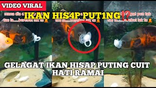 Ingatkan Oyen Je Ros4K, Ikan Pun Ros4K Juga- Gelagat Ikan His Put1Ng Cuit Hati Ramai