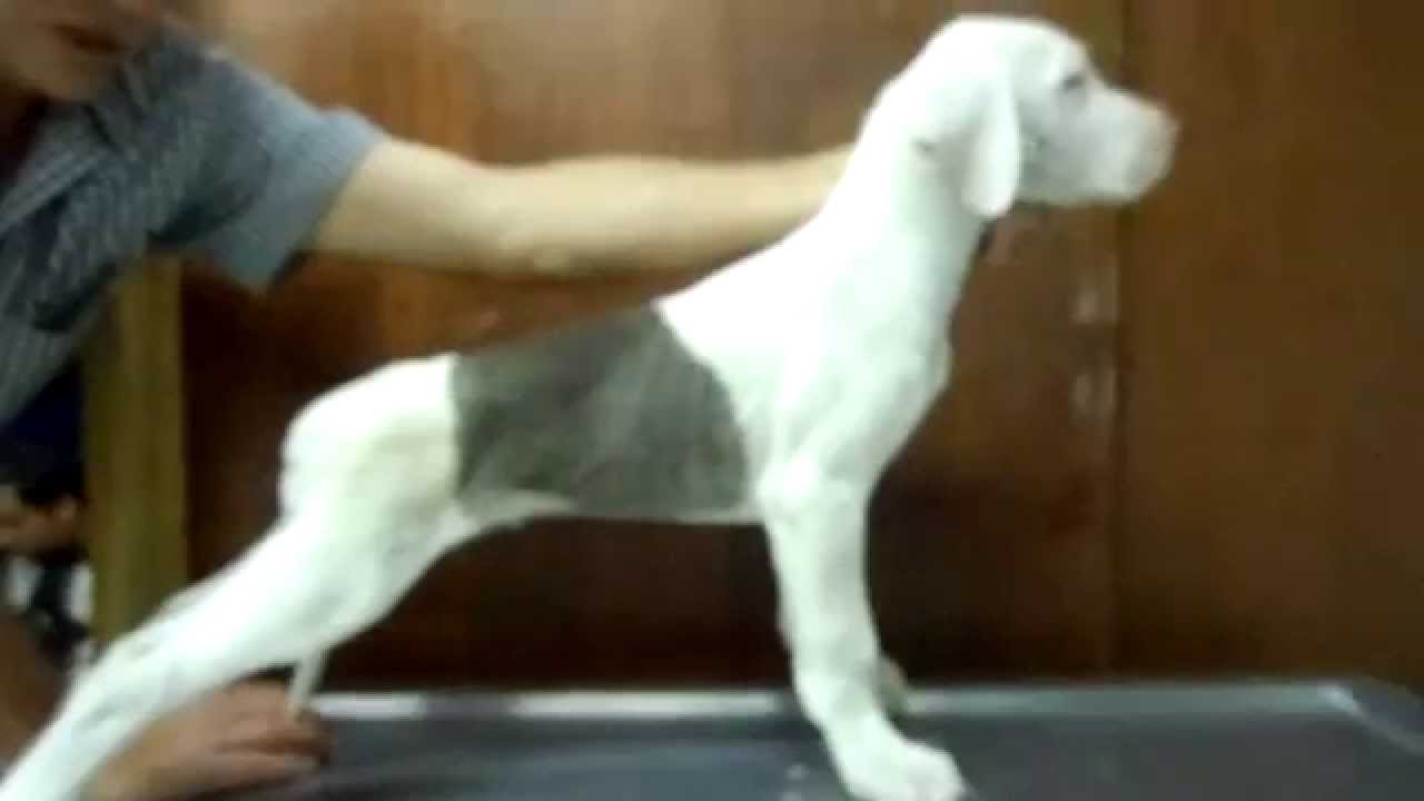 Gran danes. Perros de talla gigante y perfecta conformación 01(55)84885050 compromiso