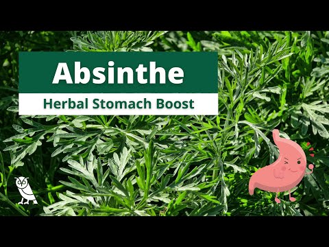 The Health Benefits of Absinthe (Wormwood) | Medicinal Plants for Modern Life | Ep. 1