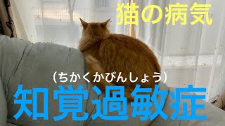 猫の病気 背中がピクピク 知覚過敏症 ちかくかびんしょう Youtube