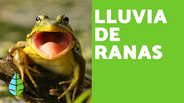 ¿Alguna vez llovieron ranas?