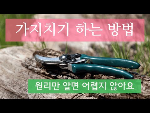 가지치기 원리 방법 / 나무수형 만들기 / 나무의 습성 / 가지치기 요령