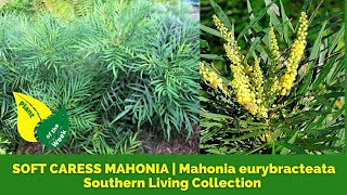 SOFT CARESS MAHONIA | Mahonia eurybracteata | Southern Living Collection