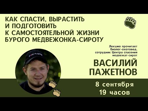Как спасти, вырастить и подготовить к самостоятельной жизни медвежонка-сироту