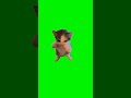 Cat scuba dancing | Green Screen #youtubeshorts #ytshorts #cat #catdance #scuba