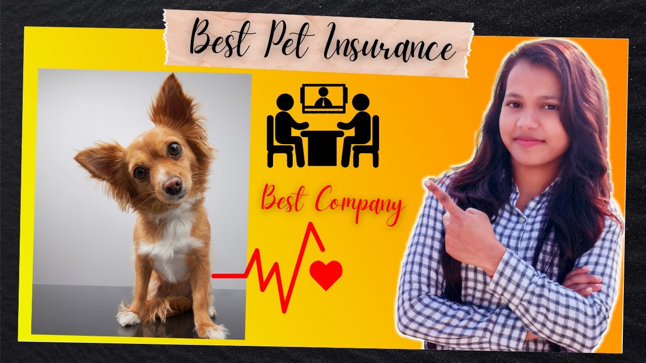 How to Buy Pet Insurance Must Watch Before Buying Pet insurance