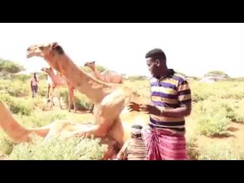 wariye soo tabinaya rati iyo hal iswasaya oo la isku haayo daawo