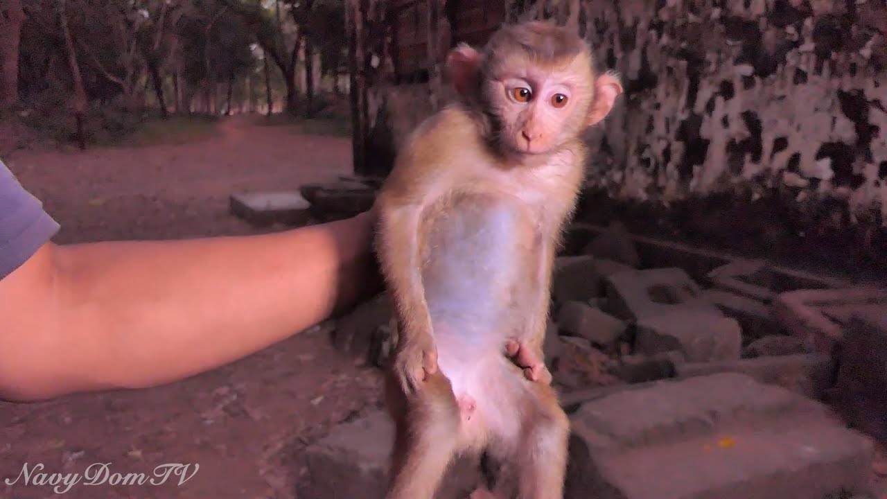 Incredible Breaking News! New Abandoned Monkey Released Today Evening Will Leave You Speechless!