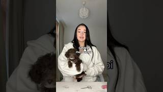 Download Lagu Wolf in schaapskleren HAHA #hond #puppy MP3