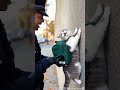 🚓 CAT-astrophe! Police Inspection Turns Hilarious 🥛