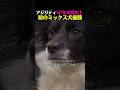 目がガチすぎるw 147年の歴史でボーダーコリーを撃破したミックス犬