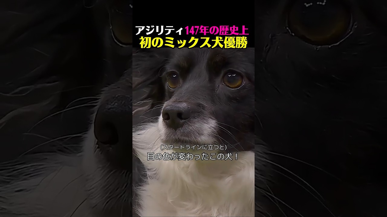 目がガチすぎるw 147年の歴史でボーダーコリーを撃破したミックス犬