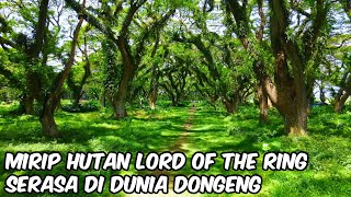 DE DJAWATAN FOREST, WISATA HUTAN DENGAN PEPOHONAN SUPER BESAR DAN MAGIS!, SERASA DI NEGRI DONGENG! 😍