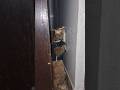 how many jumps are too many jumps ? 😋 #cat #trythatinasmalltown#animals #cute #pets #catshorts