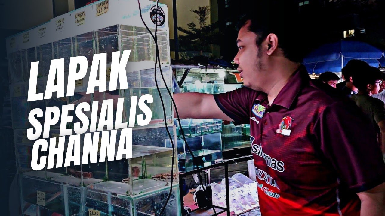 UPDATE HARGA IKAN CHANNA DI JATINEGARA TERBARU