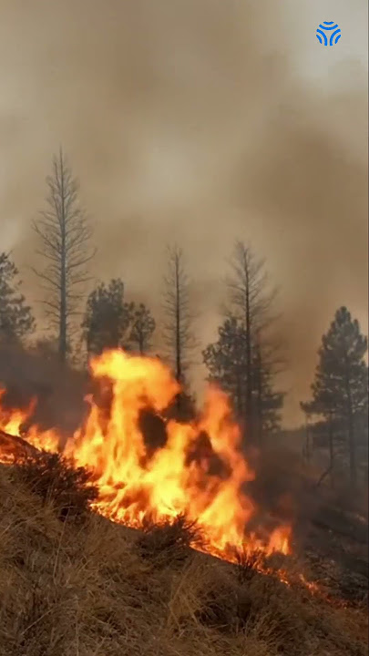Wildfire Science: How Wind, Heat & Humans Fuel Deadly Fires! #shorts