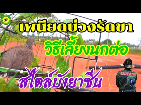 #เพนียดบ่วงรัดขา #วิธีเลี้ยงนกต่อสไตลบังยาซีน