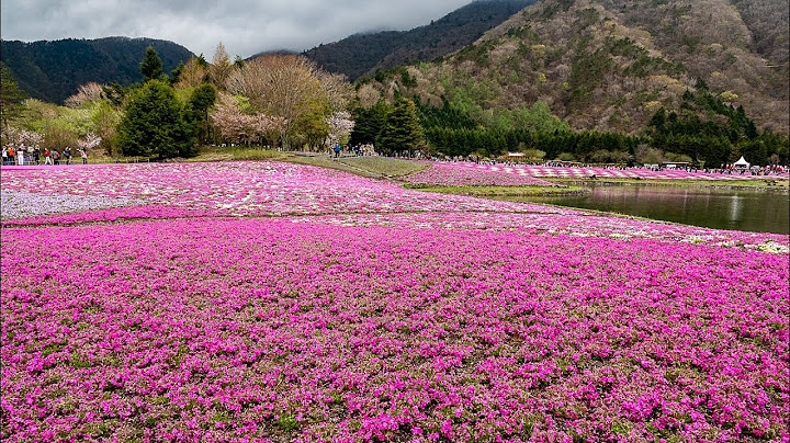 Fuji hakone pass ครอบคล ม อะไร บ าง