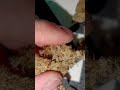 Permanent Fruz by Green Karat MC #uk #medical #topshelf