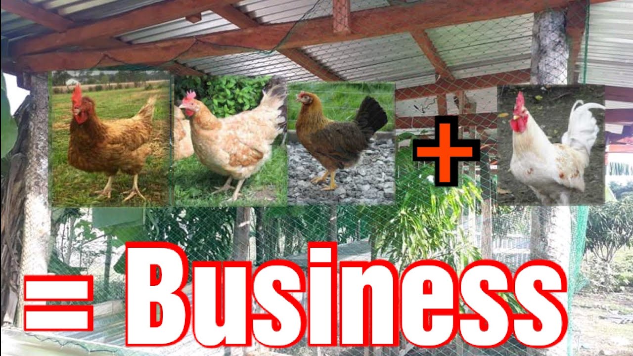 Native Chicken 3+1=Business 