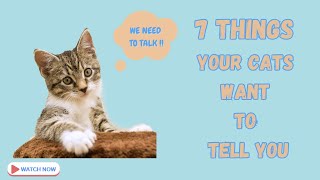 7 things your cats want to tell you