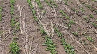 Дайкон(Структуратор). Состояние посева 08.05.2026 . No-till