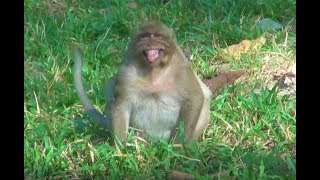 Smack Down!! Philip Monkey Mistreated  Sweet Pea Hardly So Pity SP
