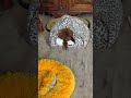 shorts Cute animals
