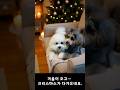 크리스마스가 오기 전에… 우리 아이에게 가장 따뜻한 선물 🎁🐶