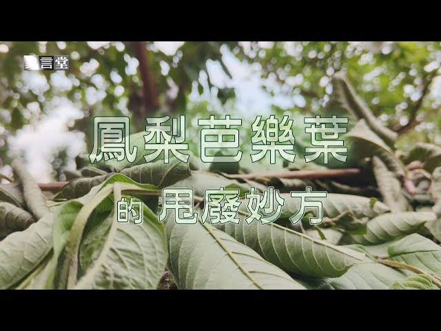 【民視異言堂】芭樂 鳳梨廢棄枝葉數量驚人！新萃取技術 農業廢棄物華麗變身!