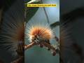 Ugly Jungle Monster can't touch #youtubeshorts #shortsviral #shorts #shortsfeed #naturefacts
