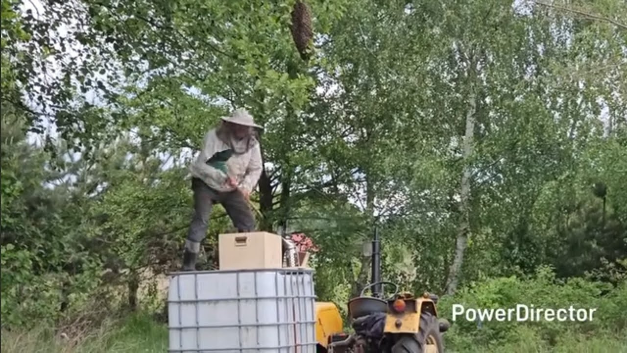 Tańczący z pszczołami - takiego łapania jeszcze nie było