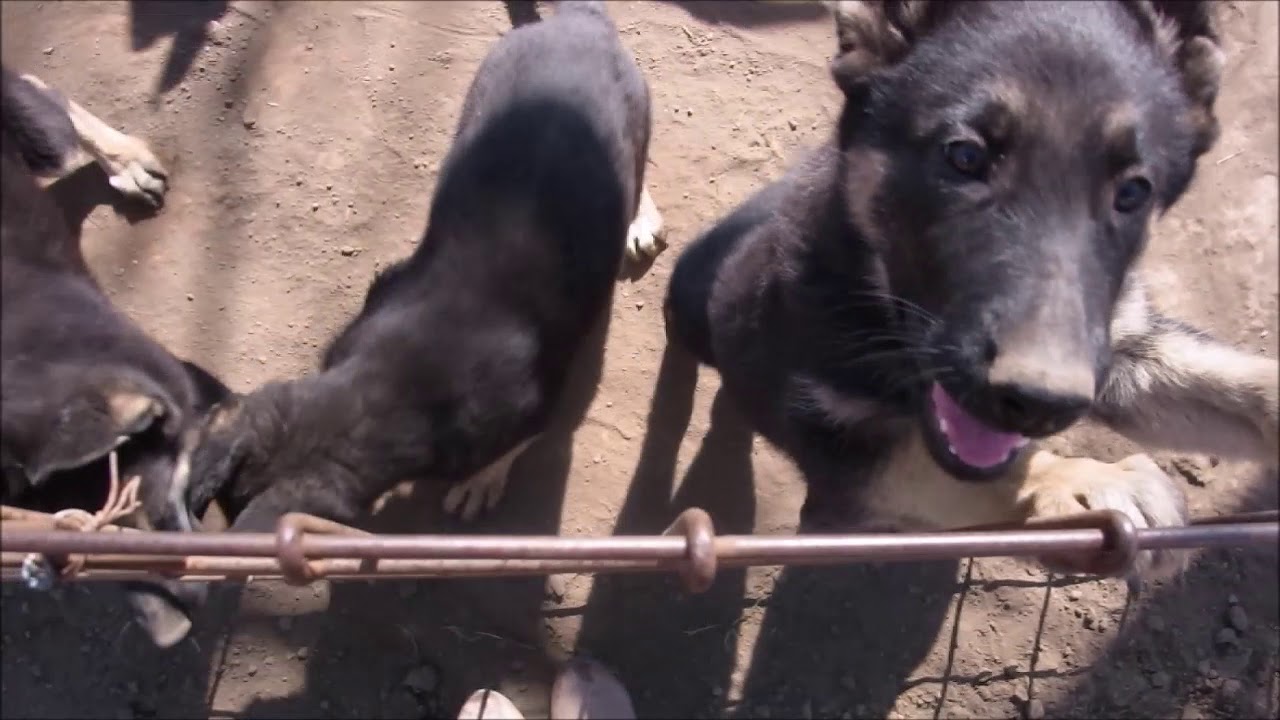 清水警察犬・家庭犬訓練所★シェパード子犬その2 YouTube