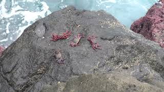 01 01 2026 Hoje É Carngueijo S