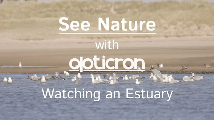 Watching Estuaries with Rebecca Gibson | See Nature