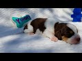Hudson Male Chocolate Queen Elizabeth Pocket Beagle Puppy