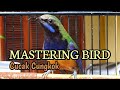 Masteran Cucak Cungkok Nembak Panjang Jeda Menit Mp3 - Mp4 Download