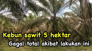 Sia-Sia Kebun Sawit 5 Hektar Ini, Gagal Produksi Akibat Melakukan Kesalahan Fatal