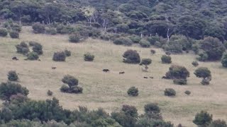 Almost caught a Wild Pig with my bare hands! Pig Hunting NZ - 1ST Hunt of 2024