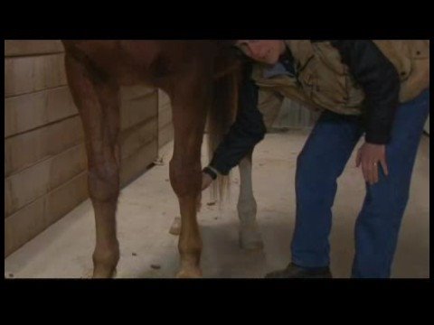 Equine Massage Evaluations : Horse Muscle Soreness