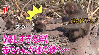 【パンチくん🐵】【優しすぎる絆】赤ちゃんが池の縁へ…心配で一時も目を離せないパンチくん。優しすぎる「保護の手」に全視聴者が感動の涙🥺 #パンチくん  #市川市動植物園 #punch