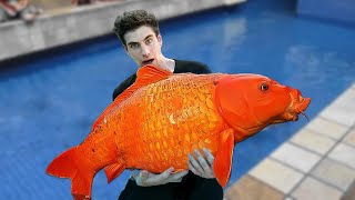 What is it like to buy koi in Germany? by George Mavrakis 148,616 views 10 months ago 19 minutes