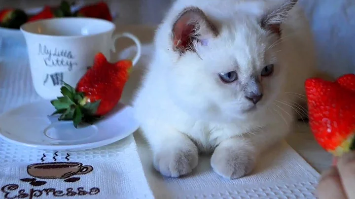 Watch the video about British Shorthair Colorpoint Kitten vs Strawberries