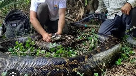 Deze kerels worstelen met een pythonslang 🐍: het einde schokte me 😱😱🙆 #geweldig #koken