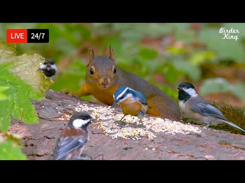 🔴 24/7 LIVE: Cat TV for Cats to Watch 😺 Cute Birds and Squirrels in the Forest 4K Cat Games